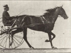Plate 608 'Flode Holden' trotting, harnessed to sulky — figure reference